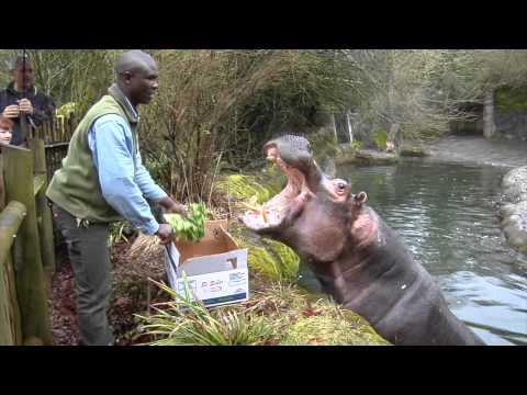 Support the Oregon Zoo Foundation
