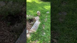 Video preview image #1 Labrador Retriever-Unknown Mix Puppy For Sale in The Woodlands, TX, USA