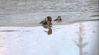 preview picture of video 'Female Tufted Duck with two ducklings at Flachsee, Switzerland, September 13 2010'