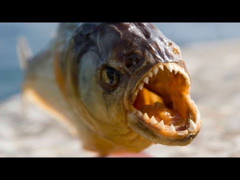 Pirane, Predator Amazona