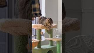 猫は〜今日も〜働きません〜🎶#cat #ねこ #猫 #猫のいる暮らし #スコティッシュフォールド
