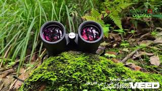 دربيل عينين شونتو مقاس( 08* 43 L)