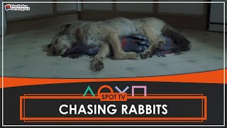 PlayStation 2 - Chasing Rabbits - Commercial UK (2002) HD