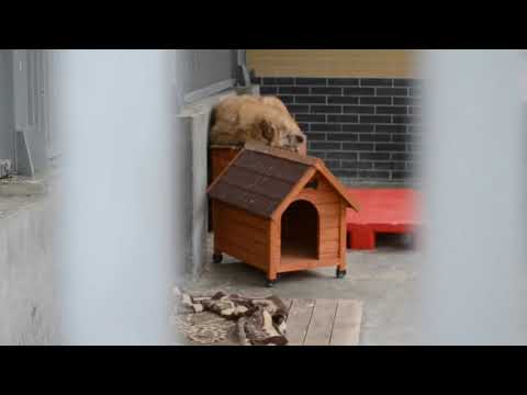 Film promujący pomoc dla schroniska