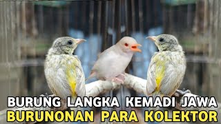 Download lagu ONLY THE MAS HAS IT! A RARE BIRD FROM JAVA!! FUGITIVE BY COLLECTORS mp3