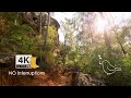 1 Hour Australian Bush Nature Bird Sounds Focus Relax Study Dementia Slow TV No Music