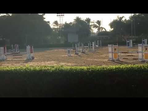 Adham abd el hamiid horse zain