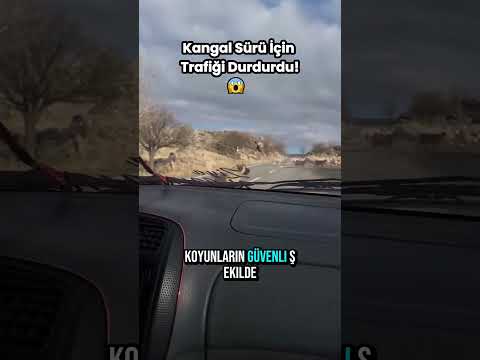Kangal Sürü İçin Trafiği Durdurdu! 😱