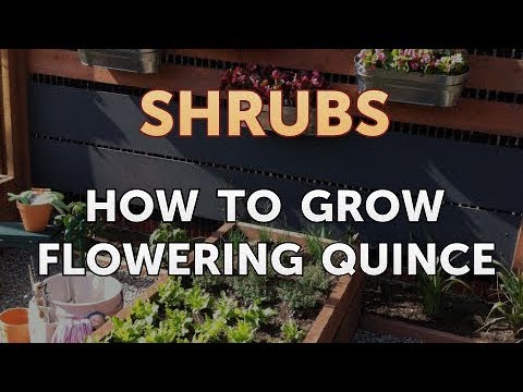 How to Prune a Bottlebrush Shrub