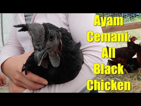 Ayam Cemani : Inside the All-Black Chicken Video