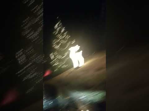 download lagu mp3 mp4 Big Cedar Lodge Thanksgiving, download lagu Big Cedar Lodge Thanksgiving gratis, unduh video klip Big Cedar Lodge Thanksgiving