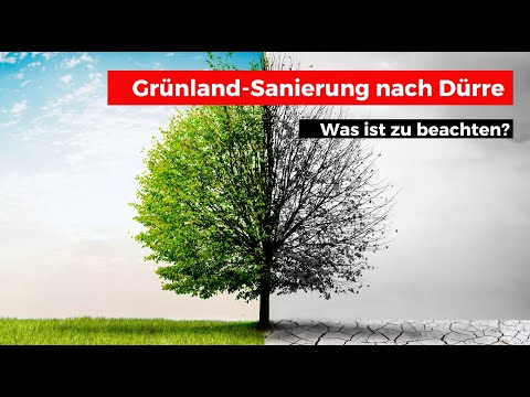 Grünland nach Dürre sanieren – Diese 3 Tipps müssen Sie beachten