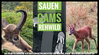 Sauen - Gams - Rehwild - Was beim Wilden Wochenende wirklich passiert ist? - Schwarzwaldhunters