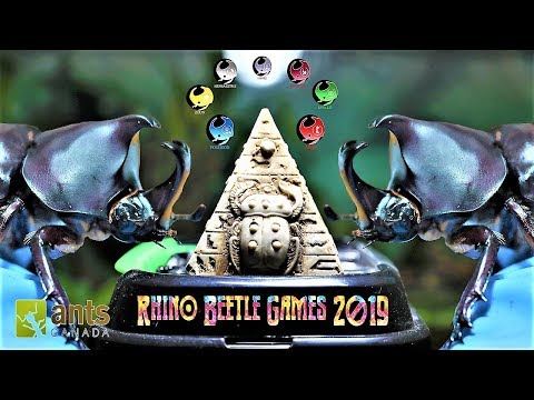 The Rhino Beetle Games | Epic Beetle Olympics
