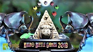 The Rhino Beetle Games | Epic Beetle Olympics