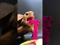 ASMR Mukbang Eating Dragon Fruit Turtle Tortoise