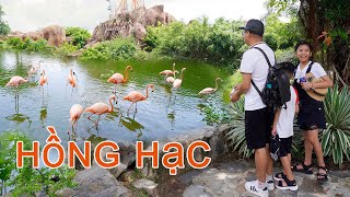 Bún Bắp Cho Hồng Hạc Ăn ♥ Bún Bắp Family ♥ Feed the Flamingos
