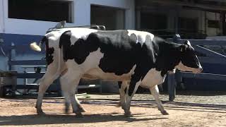 Vídeo 166 - 1ª ETAPA MEGA LIQUIDAÇÃO TOTAL AGROPECUÁRIA MARAJOARA - DIA 4 | GADO GIROLANDO E HOLANDÊS