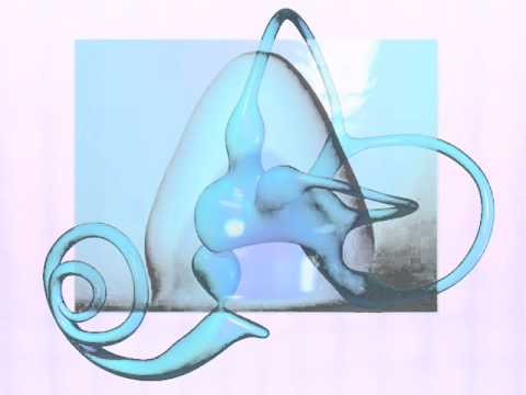 The Vestibular System  Endolymph Motion Demonstration