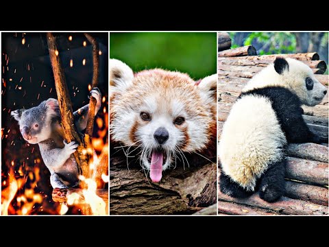 Life of Rare Panda - National Geographic And Wildlife Animal Documentary