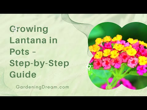 Growing Lantana in Pots – Step-by-Step Guide