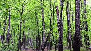 Під дубиною, під зеленою - Волинський народний хор