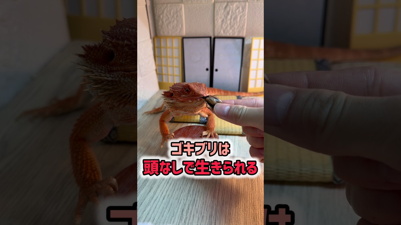 【明日から使える豆知識】ゴキブリは頭なしでも生きられます。