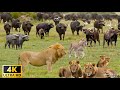 4K faune africaine: les rencontres animales les plus étonnantes au KwaZulu-Natal