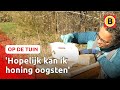 Angela houdt bijen op haar moestuin | Op de tuin
