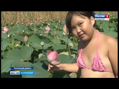 Вести «Калмыкия»: дневной выпуск 04.07.2017