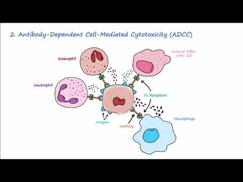 Type II Hypersensitivity - Mechanisms (Described Concisely)