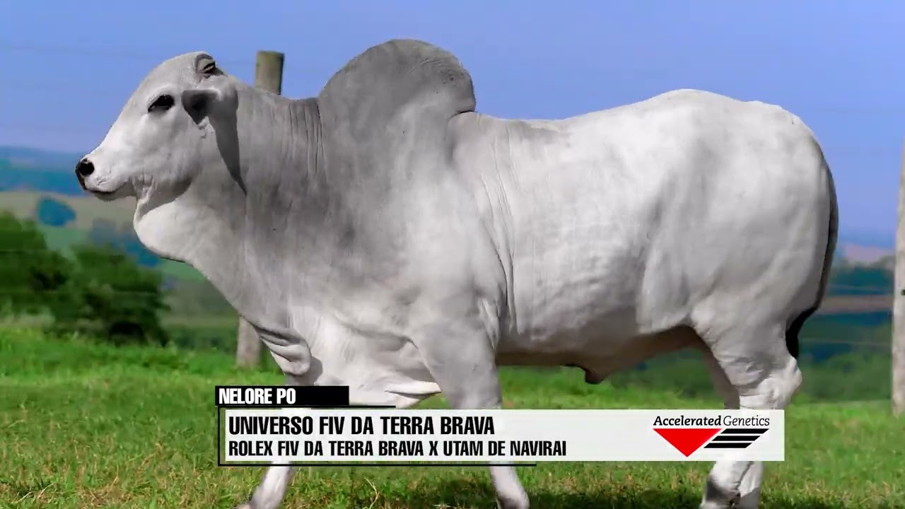 Vídeo UNIVERSO FIV DA TERRA BRAVA