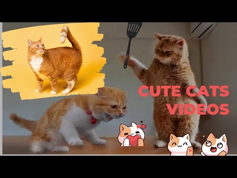 funny cat videos funniest cats and dogs #abdulhadi #funnycats #funnyvideo