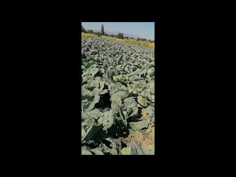 Cultură de varză în Ivăncești.