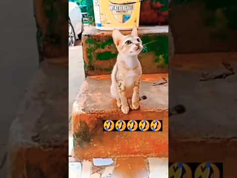 Bille Ko Frooti Chahiye🤣#cat funny video#ytshorts #trending