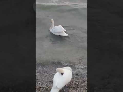 Sturmwarnung am Bodensee