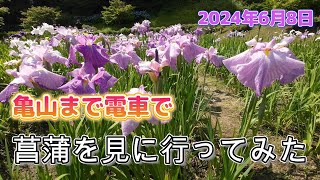 亀山まで菖蒲を見に行くだけの動画