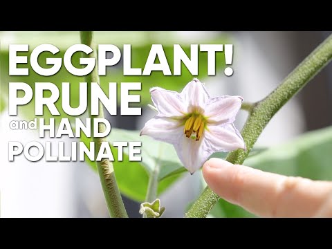 , title : 'Eggplant! How To Prune And Hand Pollinate Eggplant  | For The Love Of Garden'