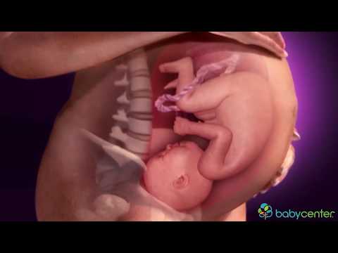 Inside pregnancy Weeks 28 to 37