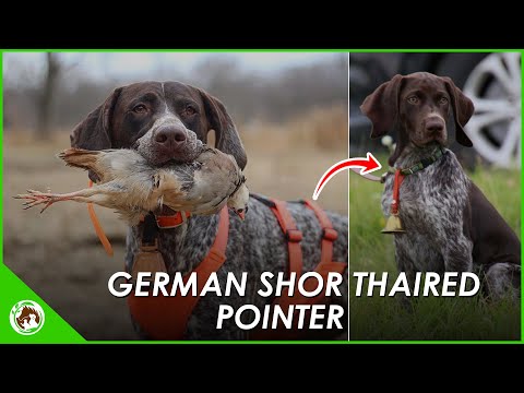 The German Short Haired Pointer: The Perfect Dog for You