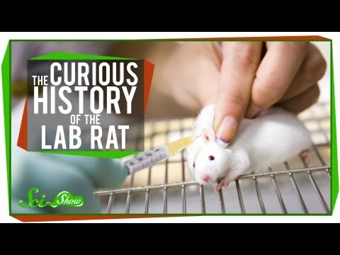 The Curious History of the Lab Rat