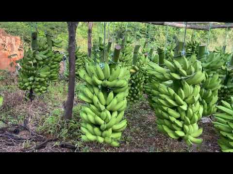 PRODUÇÃO DE BANANA EM JANAÚBA MINAS GERAIS !
