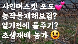 샤인머스켓 포도 