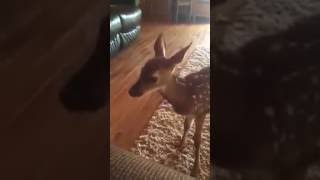 animale Bambi vrea sa se joace