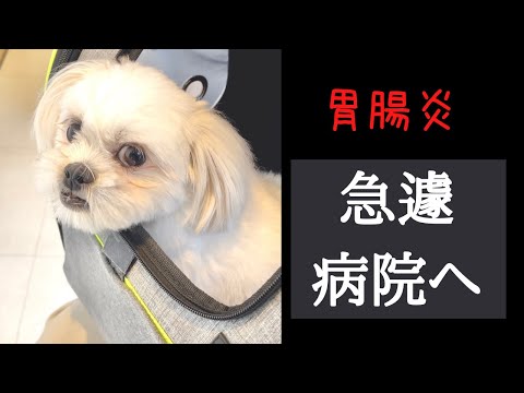 血の混じった下痢をした犬のための家庭療法