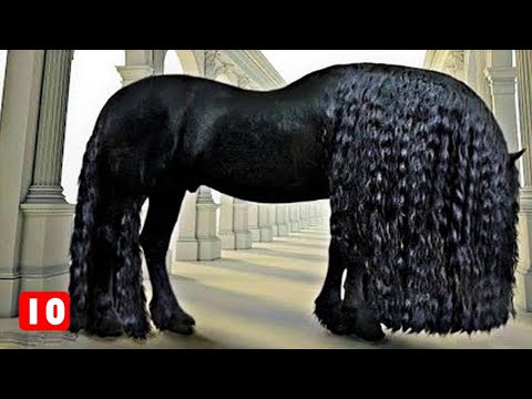 , title : 'Τα 10 πιο όμορφα άλογα που υπάρχουν! - Τα Καλύτερα Top10'