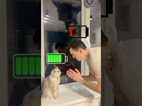 Did Mani deserve this?🥺😿 Subscribe to support😺❤️ #cat #cats #amercia #animal