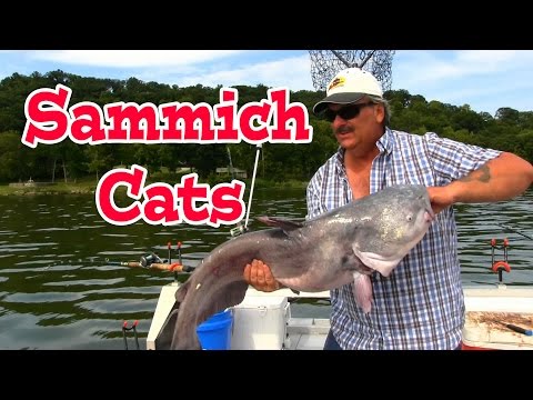Here is why I dont eat the big catfish I catch.