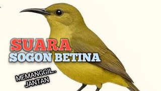 Download lagu SUARA SOGON BETINA memanggil jantan agar Emosi jadi Bunyi NYAUT GACOR BONGKAR ISIAN mp3 Download lagu SUARA SOGON BETINA memanggil jantan agar Emosi jadi Bunyi NYAUT GACOR BONGKAR ISIAN mp3