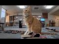 The Ultimate Healing Experience 10 Cats Hot Springs At Kiriya Ryokan Nozawa Onsen